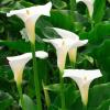 Parhaat valkoiset kukkakasvit: Valkoisen reunan tai valkoisen puutarhan istuttaminen