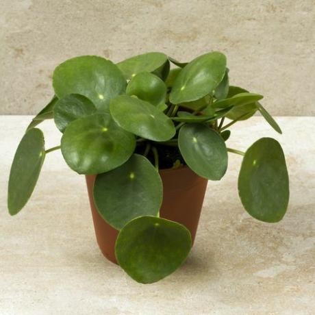 Pilea peperomioides, rahakasvi potissa. Yksi kasvi, beige tausta.