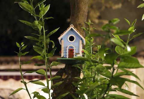 Lintu talo puussa
