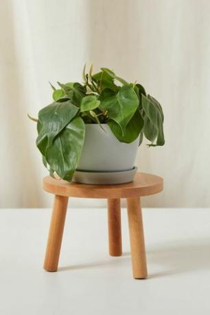 " Heartleaf" Philodendron