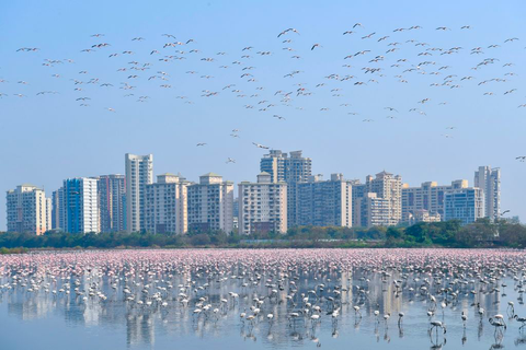 flamingot Mumbaissa