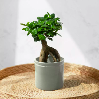 Ginseng Bonsai