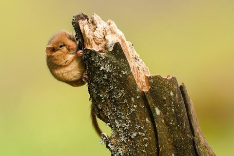 Hazel Dormouse / Muscardinus avellanarius