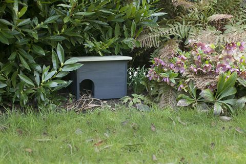 Puutarhakauppaa Orkney Hedgehog House