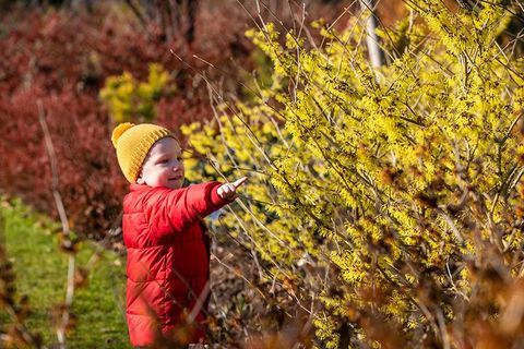 Noitahärän ihailu RHS Wisleyssä