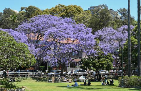 Turistit lähtevät Sydneyn esikaupunkeihin nähdäkseen Jacarandan puut täydessä kukassa