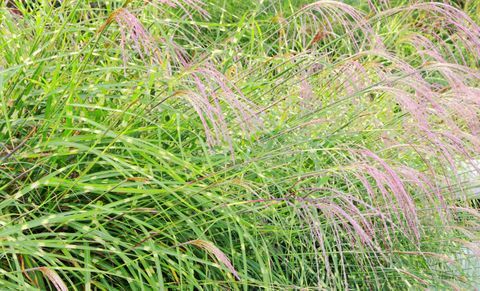 Miscanthus sinensis Flamngo-ruoho