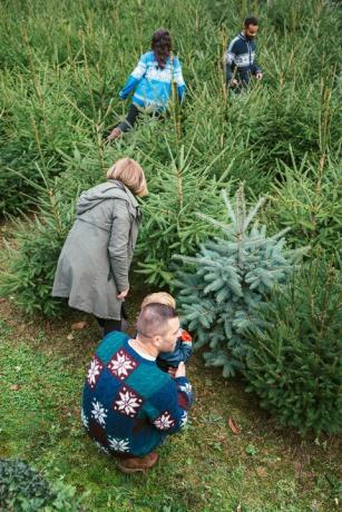 Perheet valitsevat joulukuusen