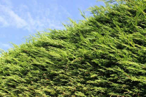 Korkea Leyland-sypressi / Cupressus Leylandii -suoja puutarhassa