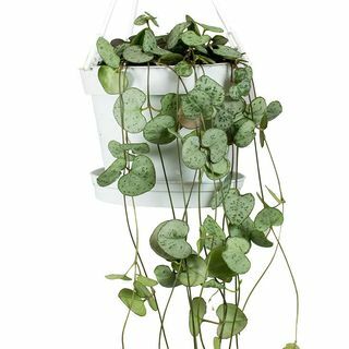 Ceropegia woodii - Sydännauha