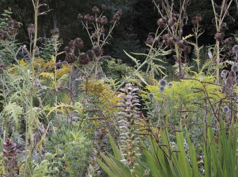 mökki-puutarha-seedheads