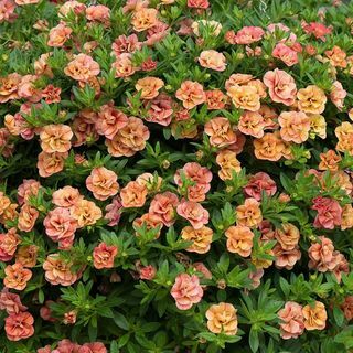 Calibrachoa " Can-can Double Apricot (Can-can -sarja)"