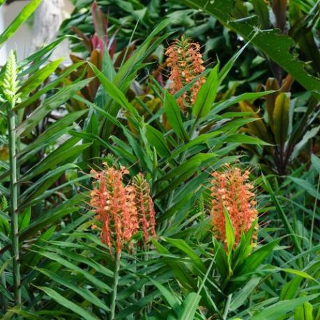 hedychium coccineum -kasvi, hedychium-appelsiiniharja tai honduras