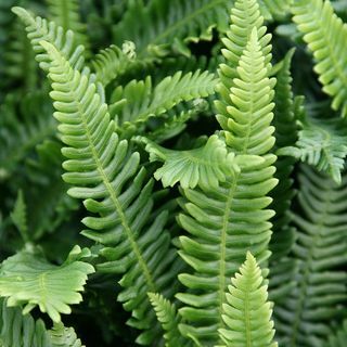 Blechnum mausteinen