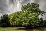 Eppingissä oleva Gilwell Oak on nimetty Ison-Britannian vuoden puuksi
