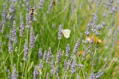Hyönteiset pölyttävät laventelit kentällä