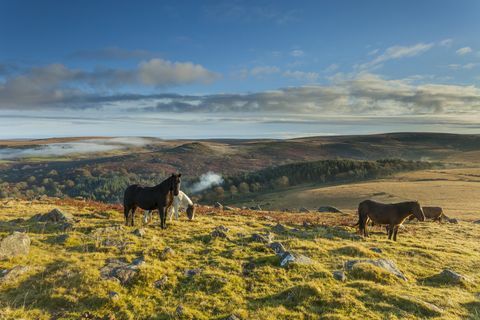 Dartmoor ponit