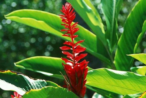 trooppiset-kasveja-hedychium-aurantiacum