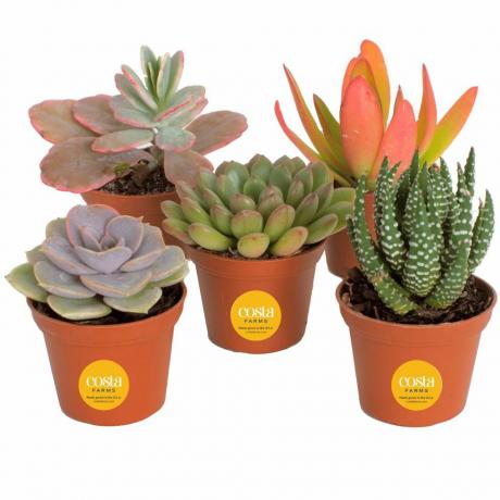 Mini Succulents Collection, 5 kpl