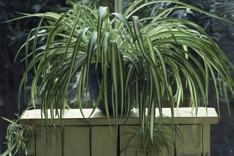 Spider kasvi (Chlorophytum) sinisessä lasitetussa ruukussa puunjalustalla ikkunassa