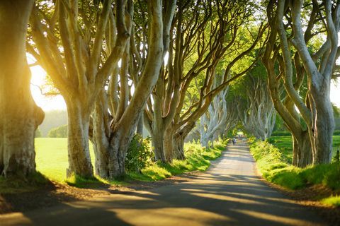 tummat pensasaidat, Pohjois-Irlanti